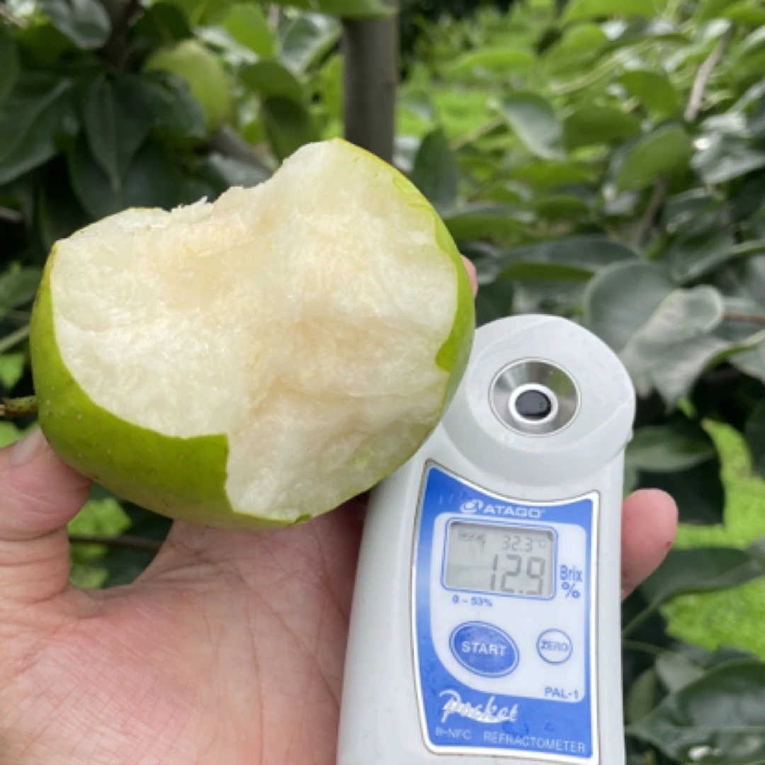 【象小南】精品千脆蜜梨 脆甜多汁 甘甜香醇约5斤