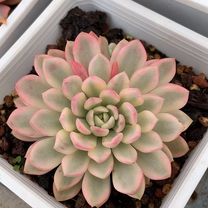 红宝石锦 一物一拍