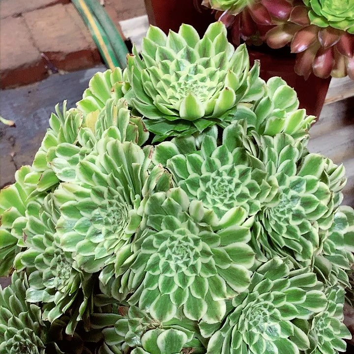 碧浪捧花，多肉植物