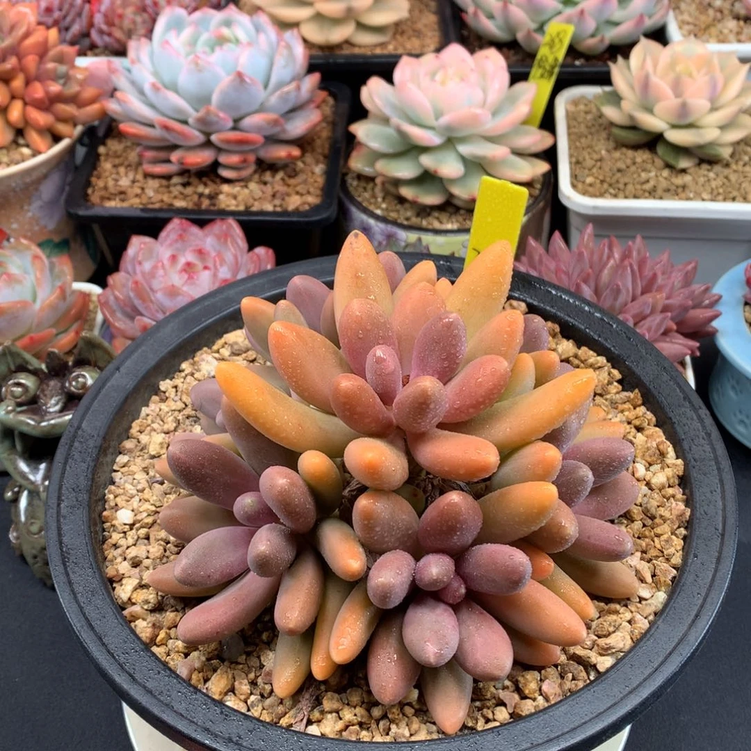 我们家的小仙女们