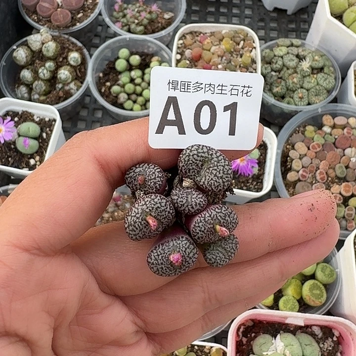 1多肉植物多肉植物