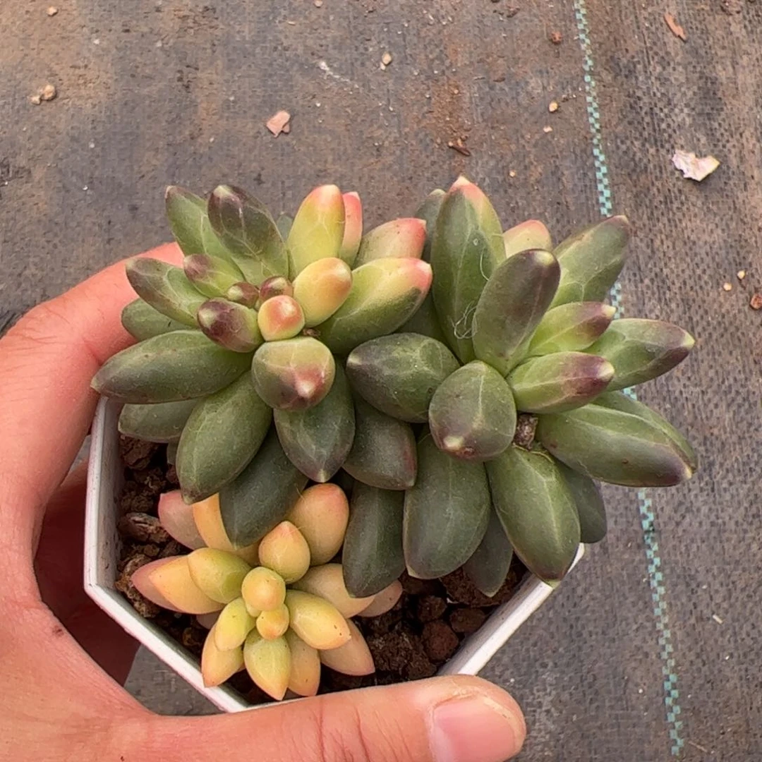 友****子712 多肉植物组合