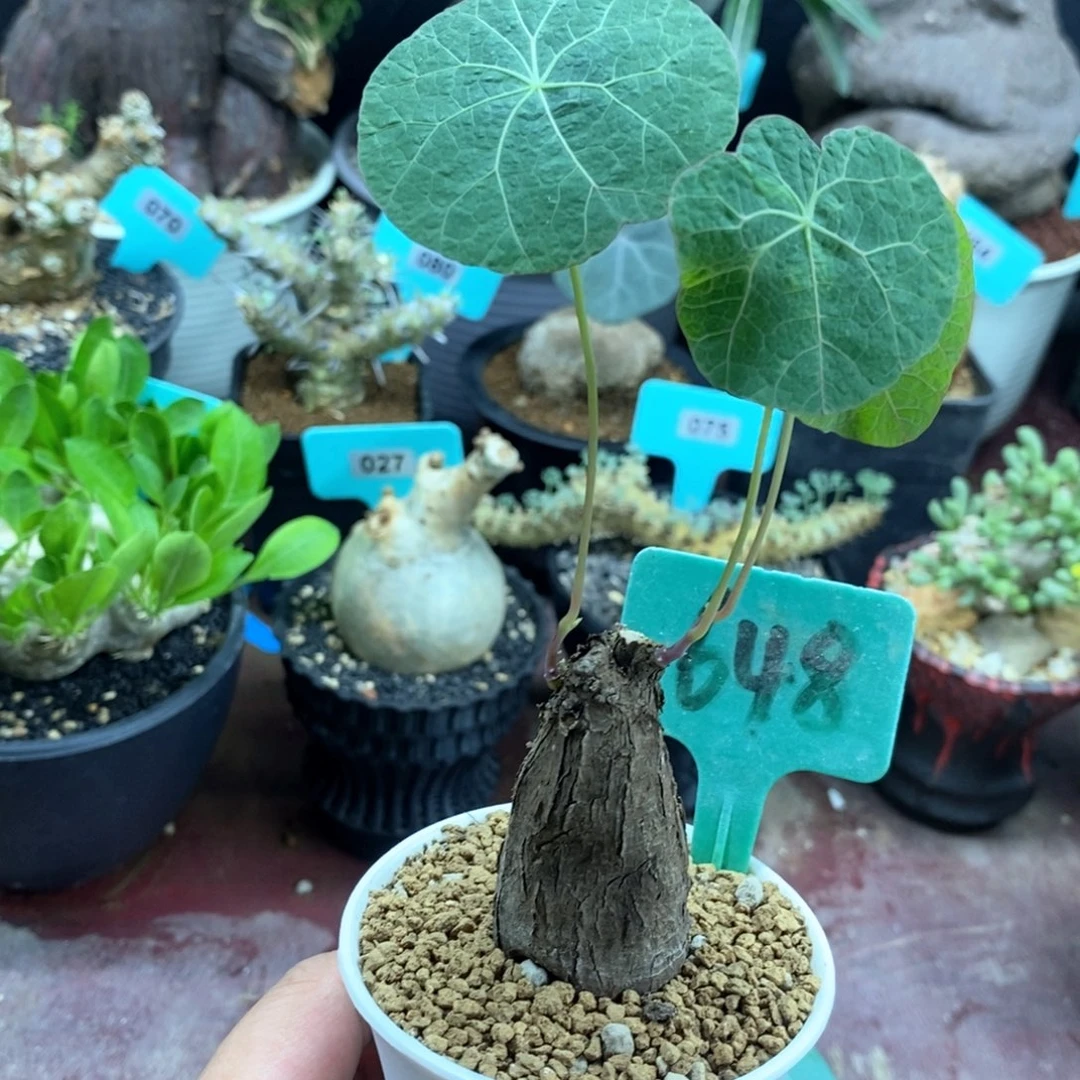 一叶龟多肉植物一个