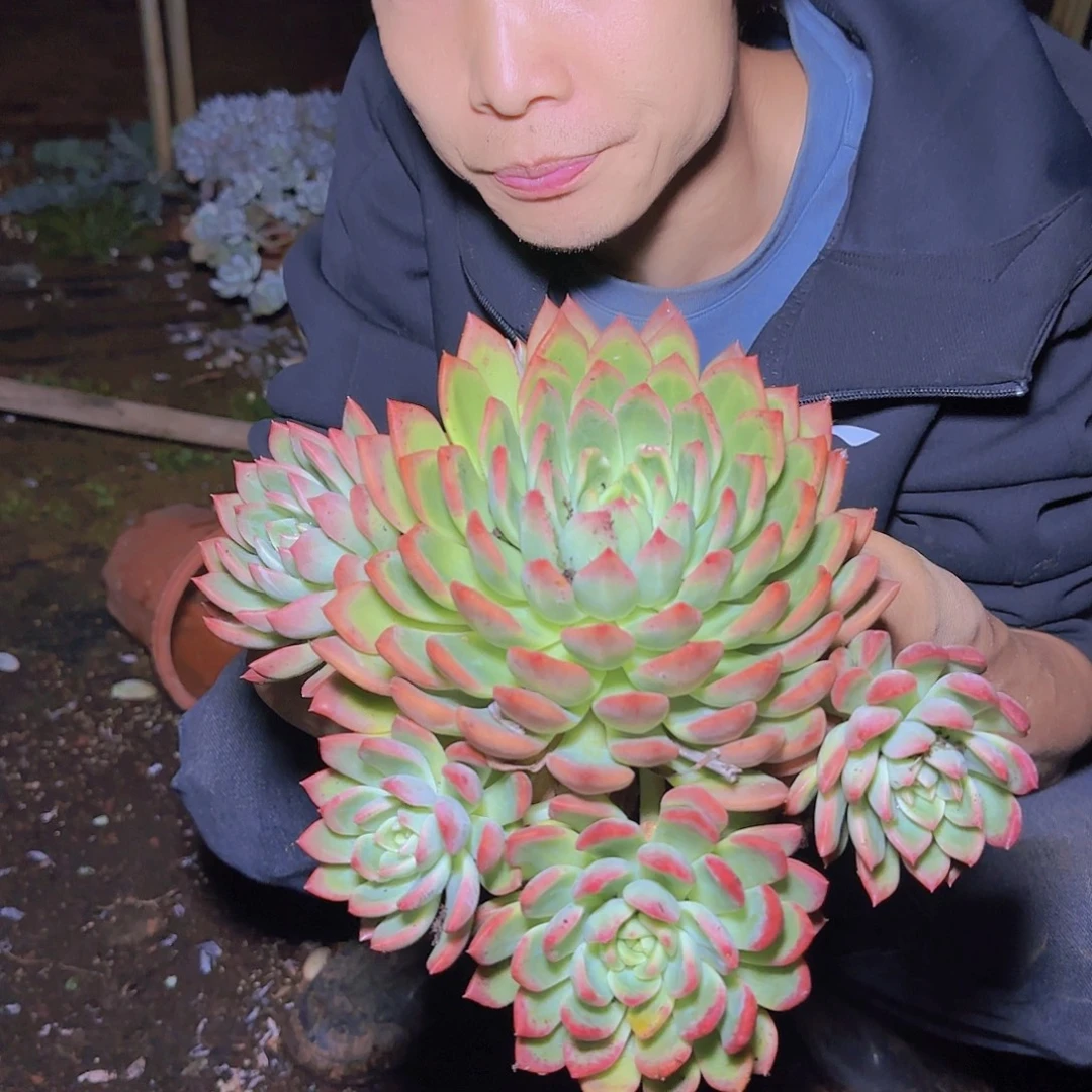 盆栽冰心公主多肉