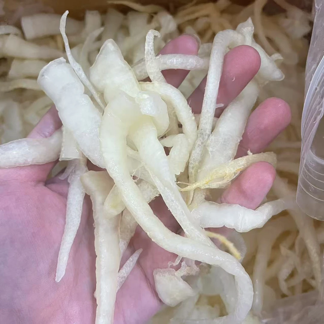 缅甸鳝鱼胶 小号