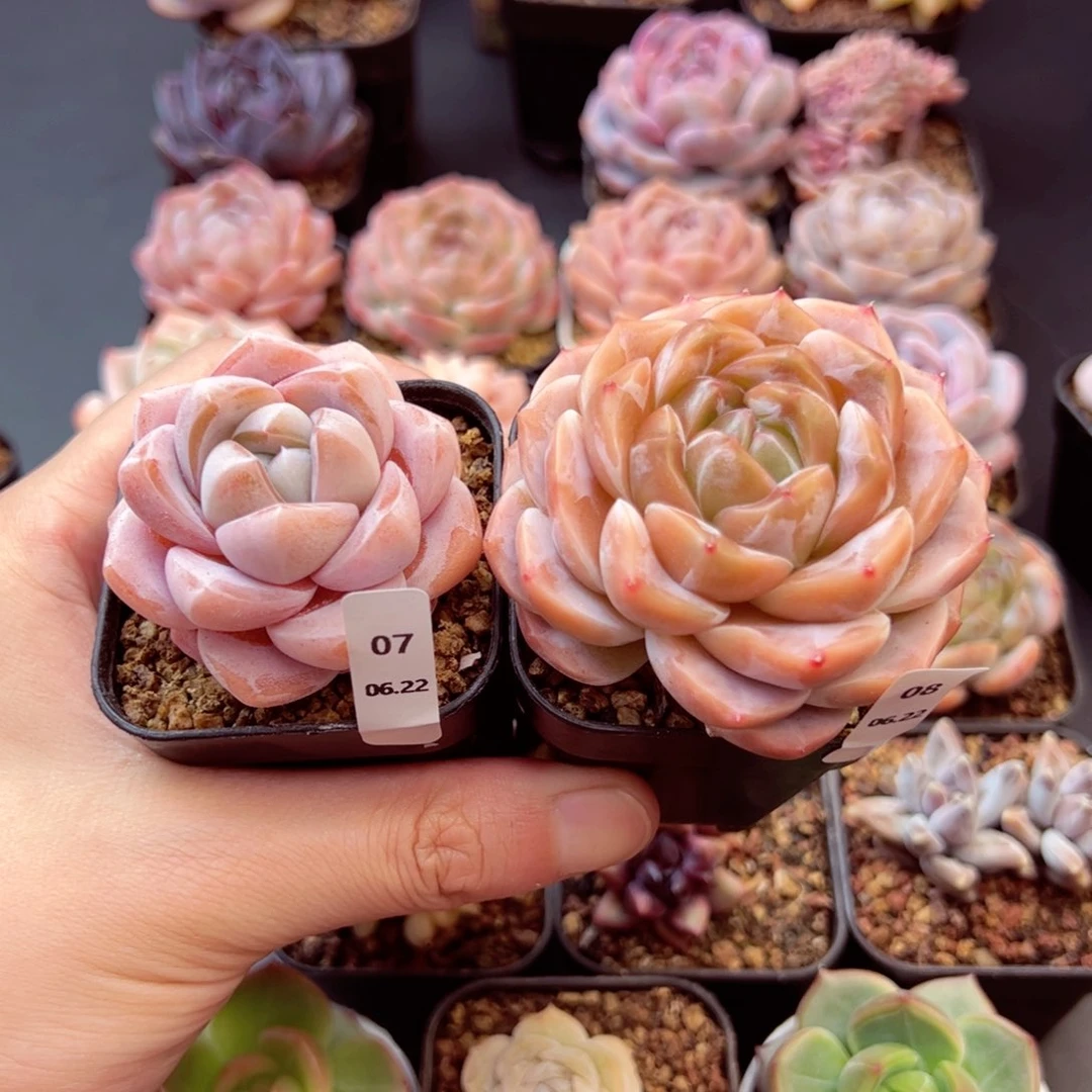 z***e糖钻07、空鸣08、哈哈哈哈哈