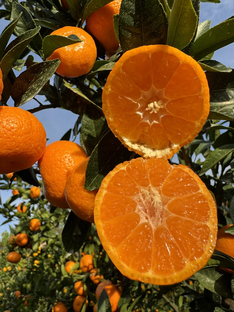 江西南丰蜜广皮薄汁多口感香甜当季水果鲜果新鲜现摘现发