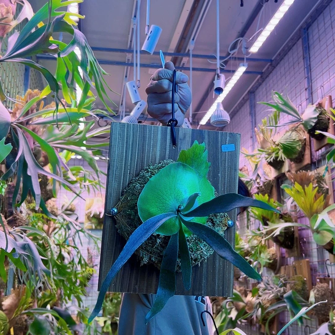 无花朵pn月光 a16