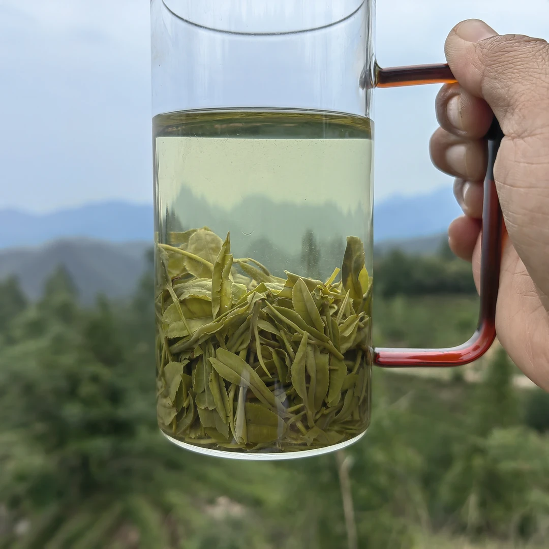 灵山和鸡公山之间高山老旱茶机械炒制雨前芽叶茶