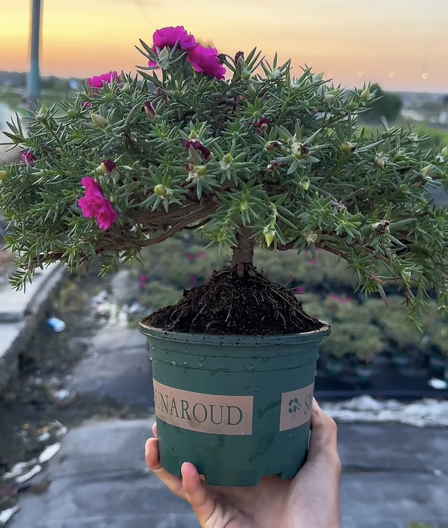 老桩重瓣太阳花四季开花宿根耐寒好养适合阳台庭院种植ku222