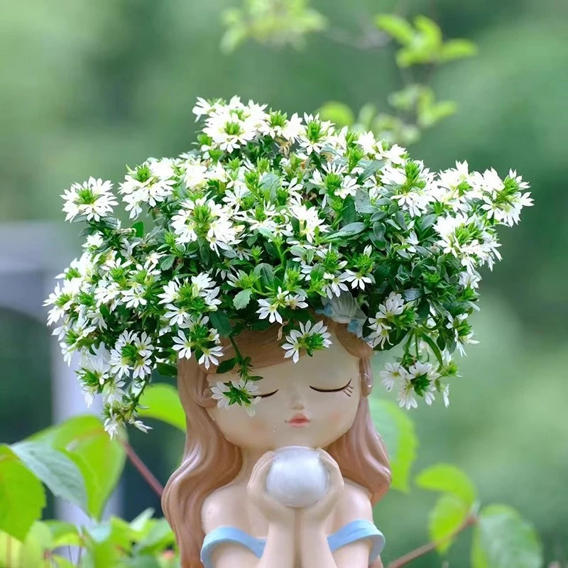 【1物1拍】草海桐一加仑盆栽/半扇花---爆花勤花开花机器