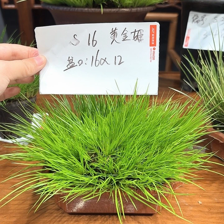 完全开放花卉种植