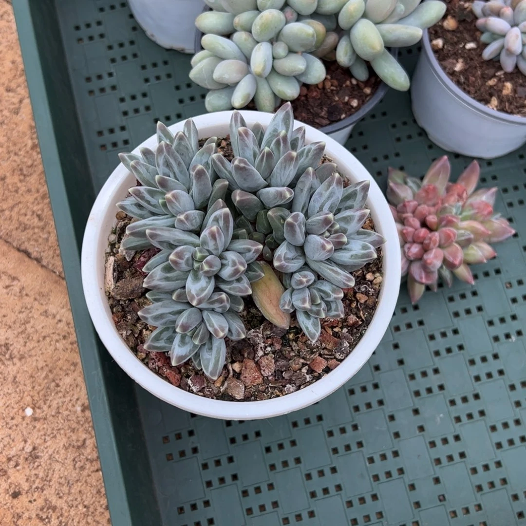 沐***雪沐雪10。