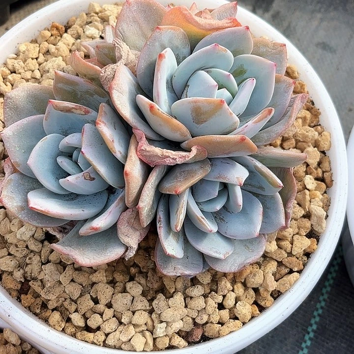 我是第一百个为妖刀应援的阴阳桃花