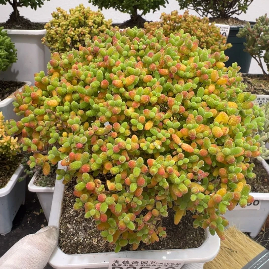 D3560蜜桔糖球枝干