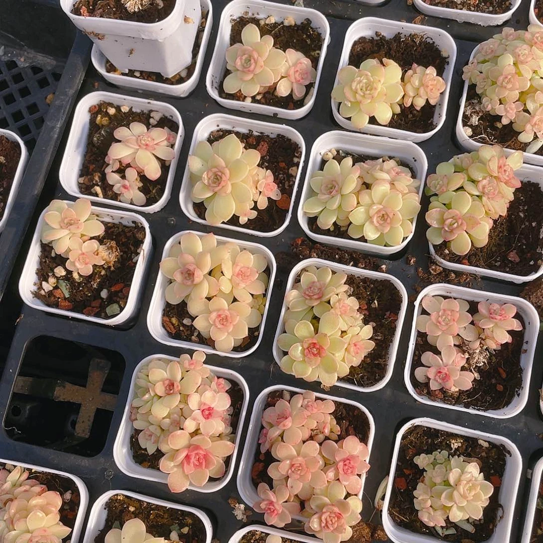 珍珠麦杆盆一个满25包邮