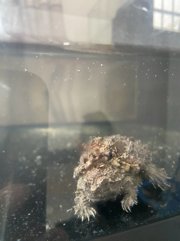 原种纯佛鳄爆刺观赏活体宠物小乌龟