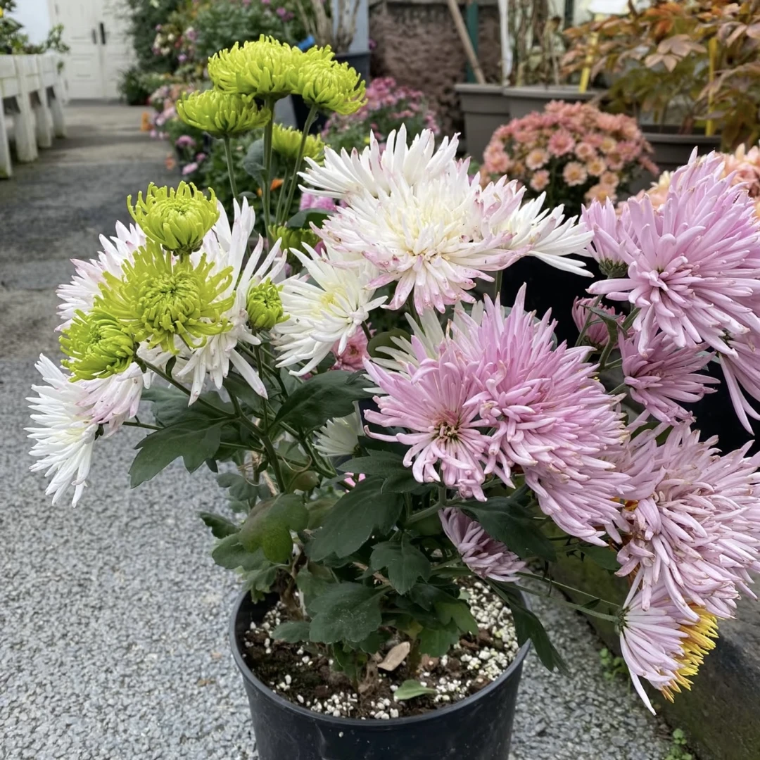 图拉小菊花盆栽颜值高花期长耐晒庭院阳台新手易养护