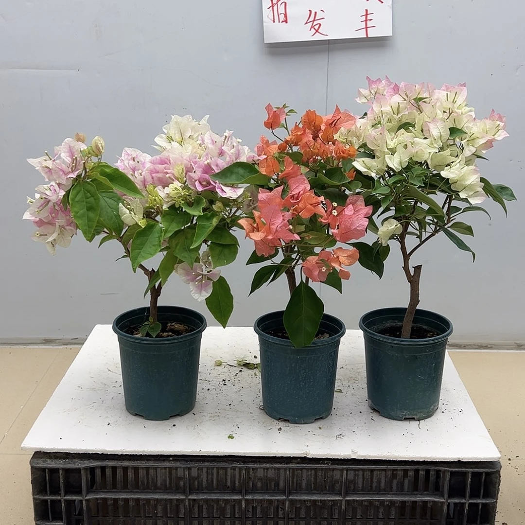 大部分花苞少量开放广红英，波妹，绿樱组合