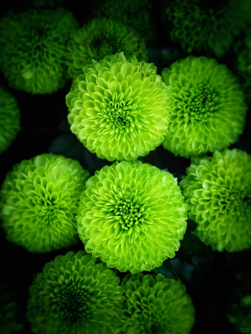 婵之语优选 绿色乒乓菊