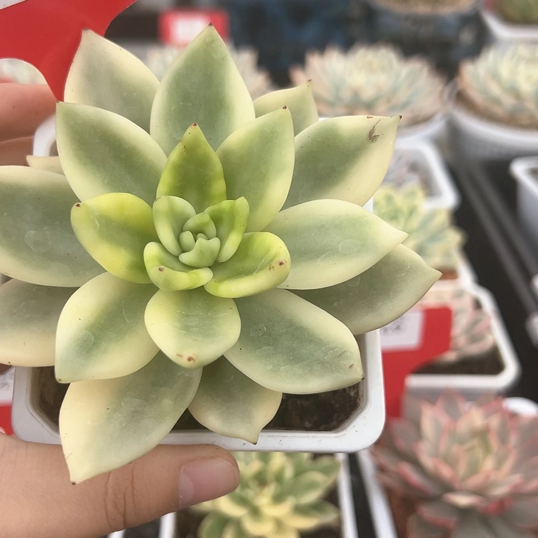 50号助之松锦多肉植物