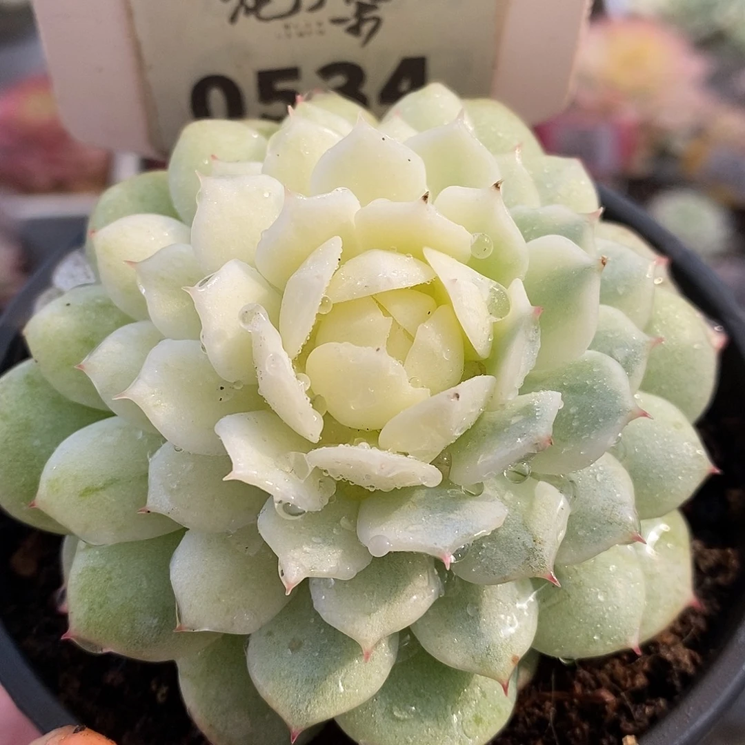 534静夜哈哈高高挂起