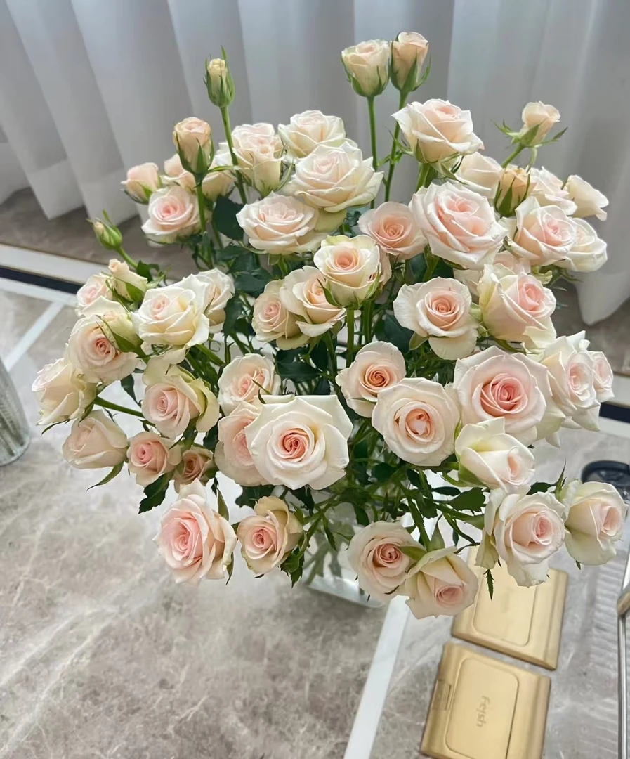 【源头一手价】小头香槟泡泡10支  云南基地鲜花   基地直发