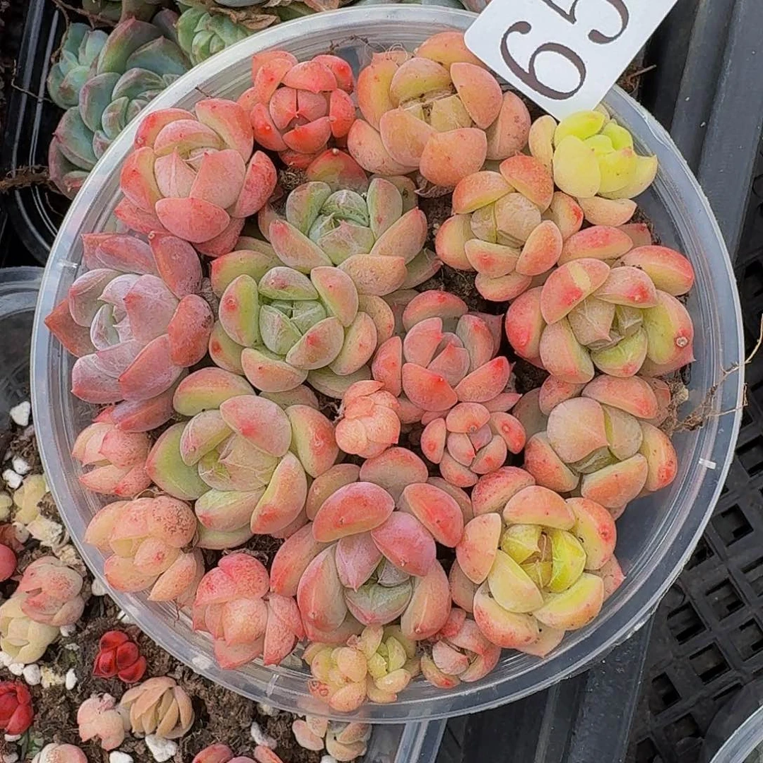 多肉植物多肉植物656