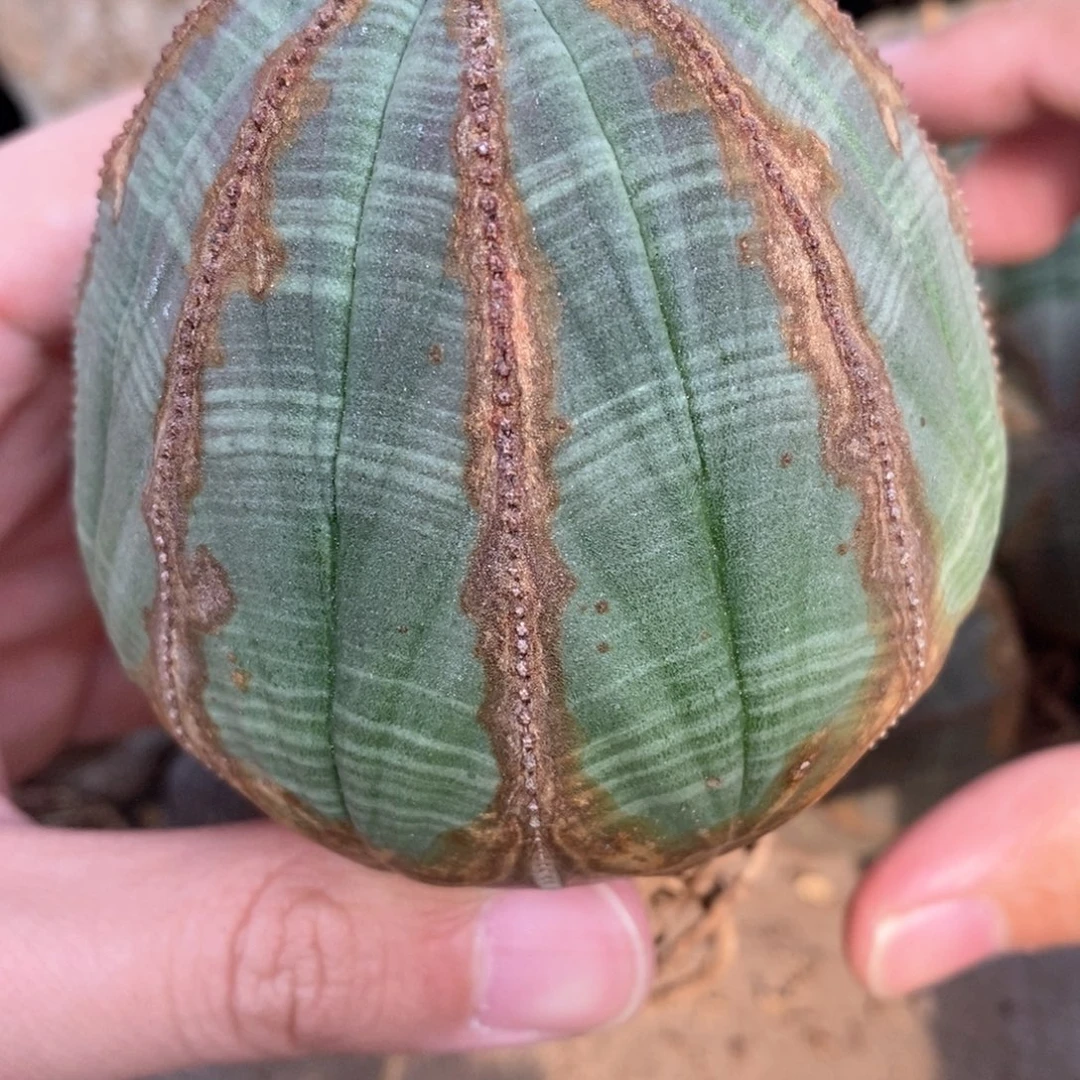 11 欧系实生布纹球多肉植物