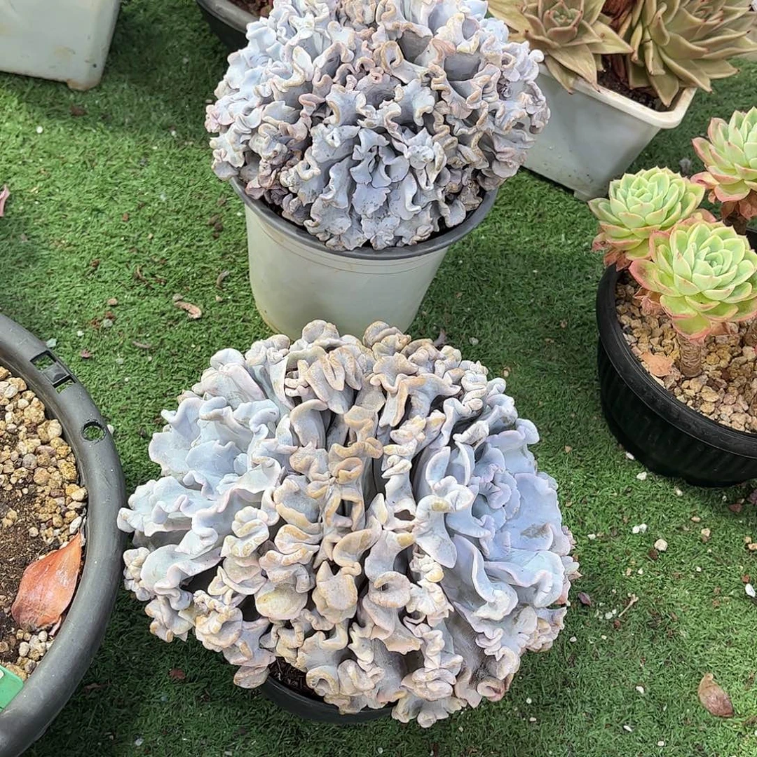 雪***宇白饺子皮多肉植物两颗