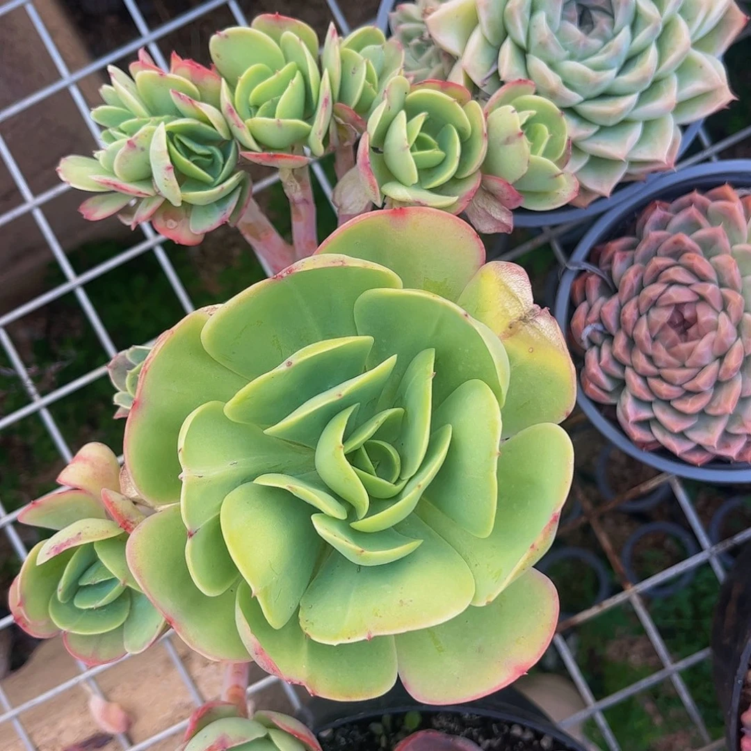 好姑娘多肉，碧桃朵缀