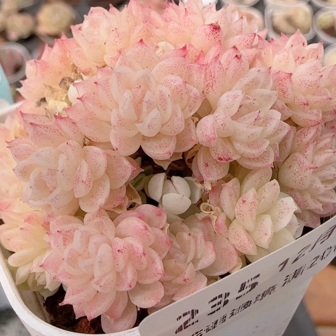 花语多肉1226-235散