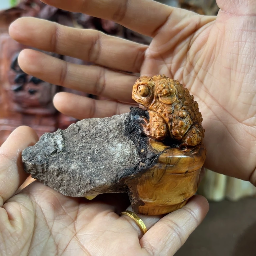 柏木（崖柏）太行山脉