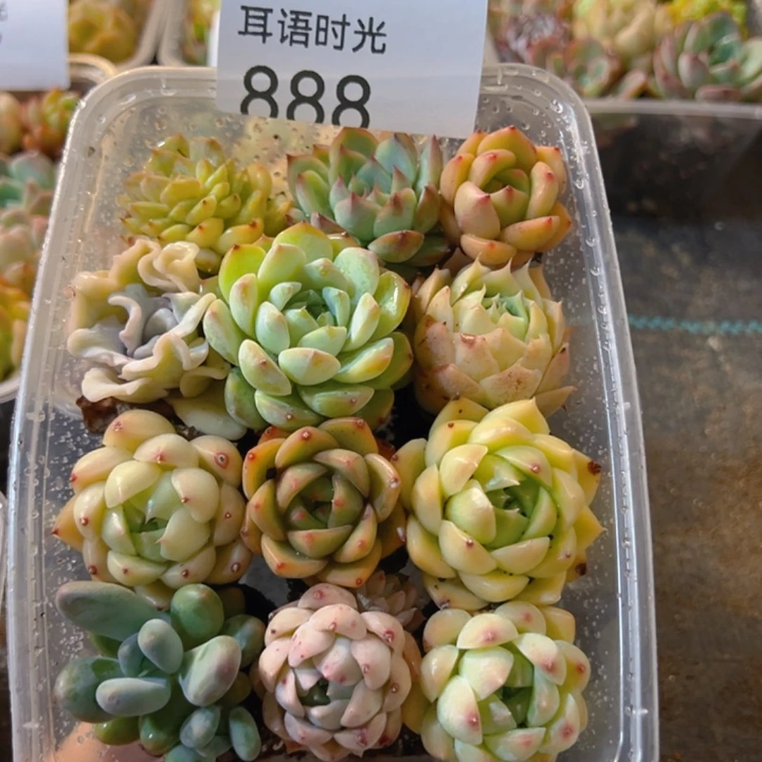 888拼盘、带盆带土发货