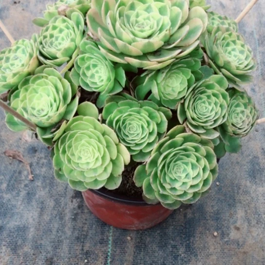 牛***仔无花朵轮回法师多肉植物