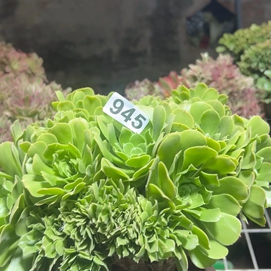 舒***心多肉植物一个绿玫瑰945