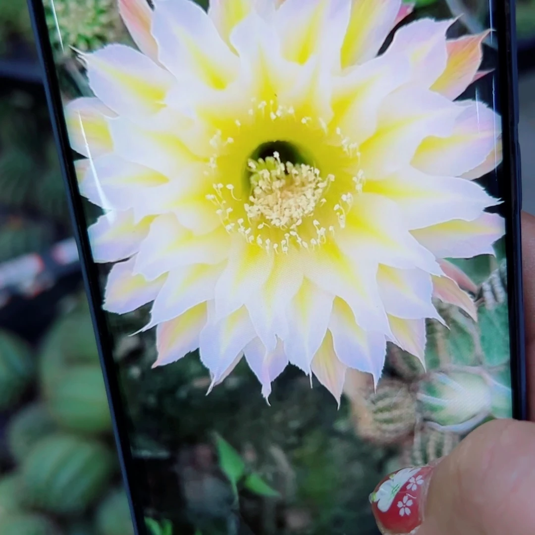 下22彩草126 歪无根侧芽4公分左右20包邮