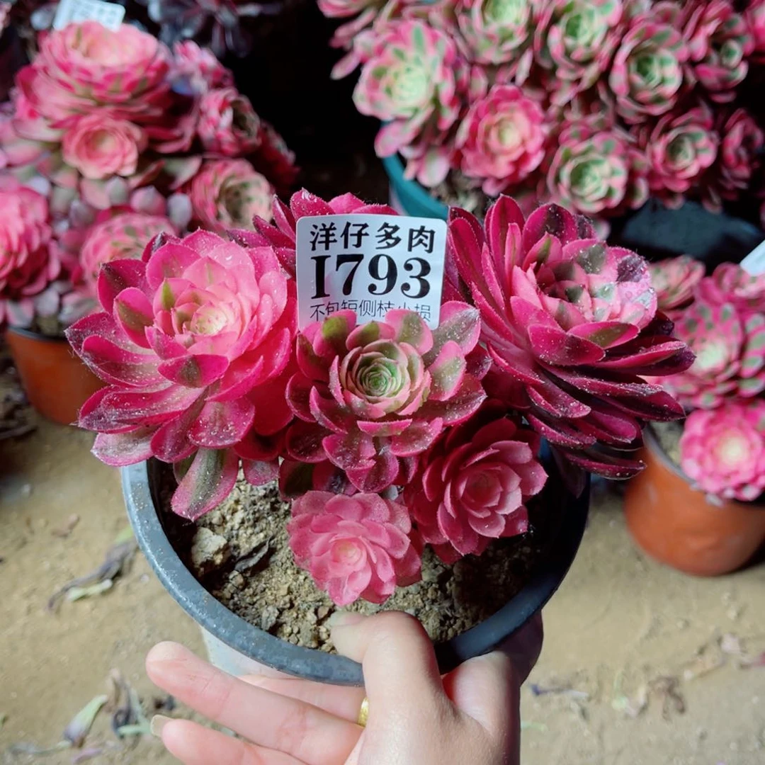 793倾城 冠幅16左右