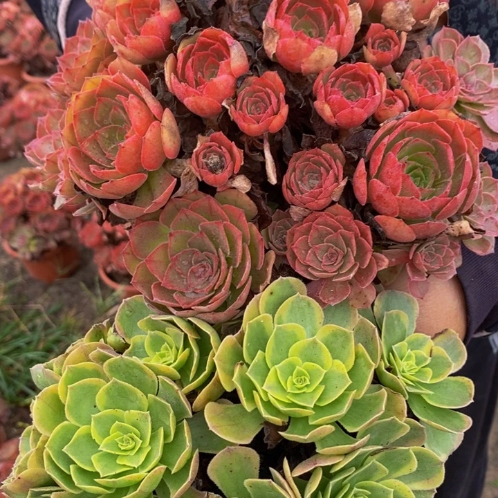 完全开放桃花石➕奶白多肉1颗多肉