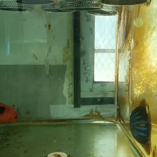 砖石哨兵 2 条，，，