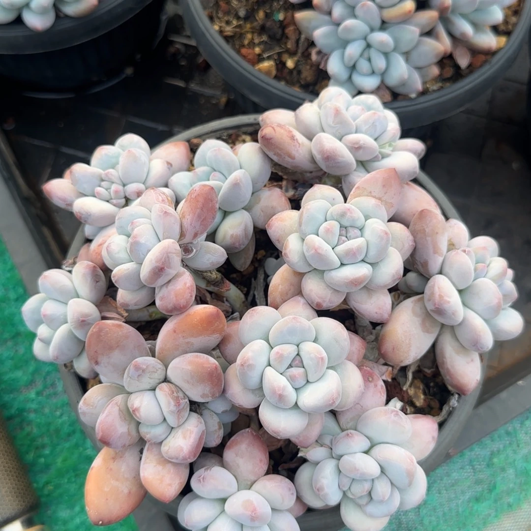多肉植物一物一拍