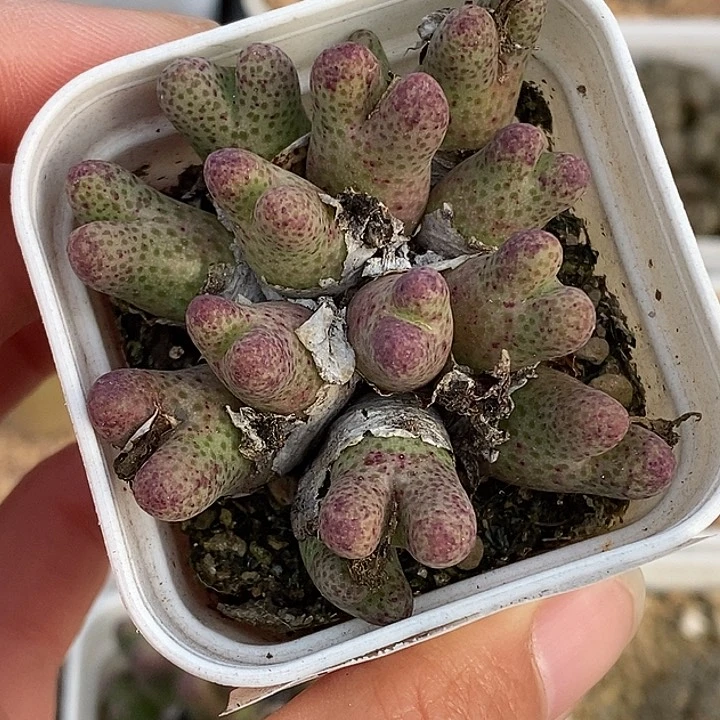 a****卡1220-43-斑马。