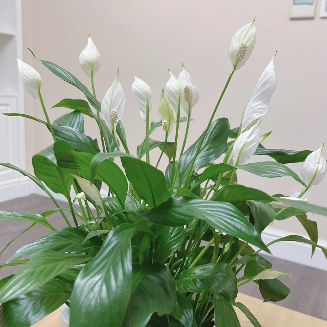 一帆风顺盆栽绿植四季常青耐阴室内易养护高端绿植