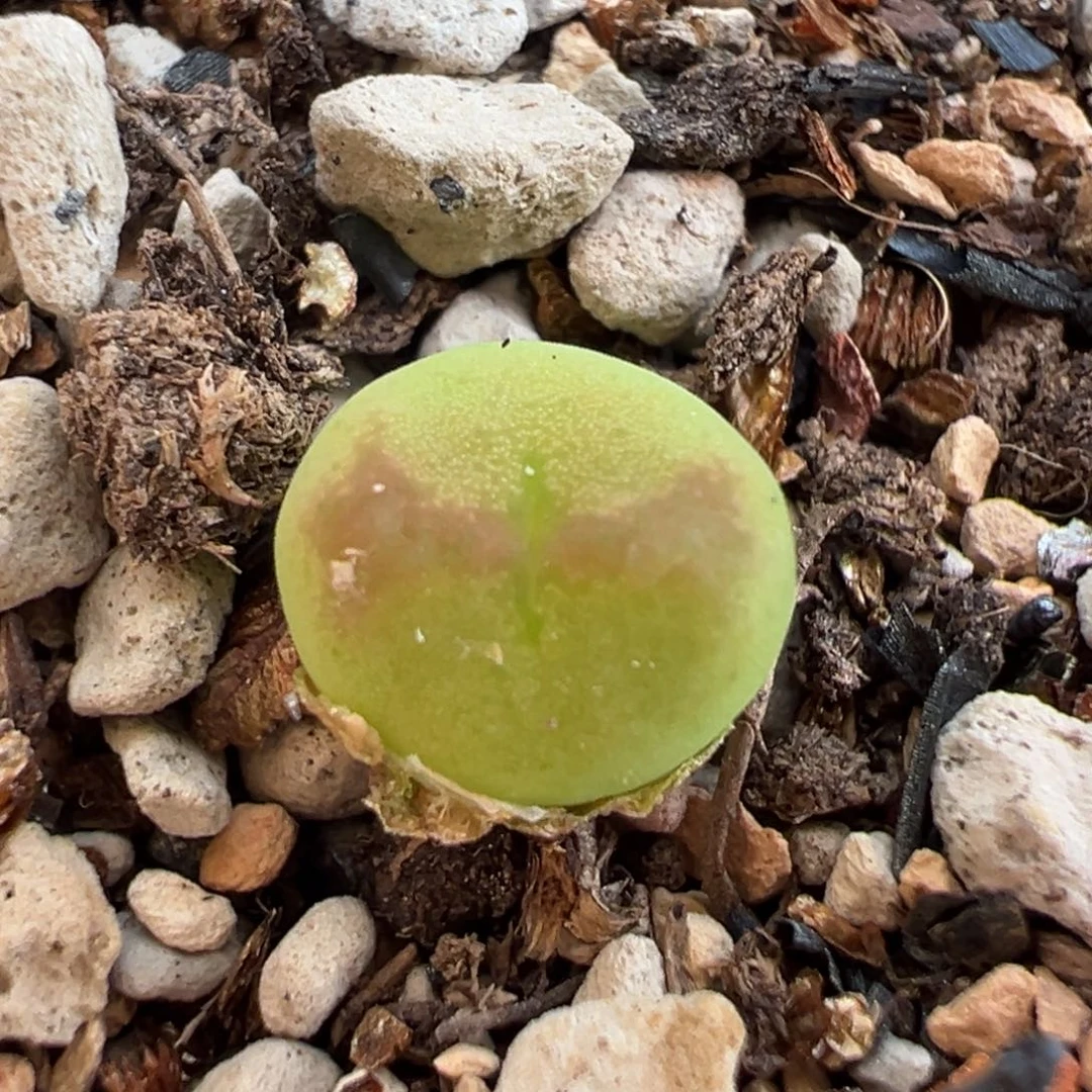 星星眼桃割杂多肉