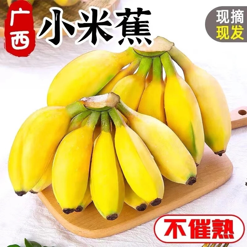 现摘广西小米蕉当季新鲜水果整箱自然熟苹果蕉香蕉批发产地直销