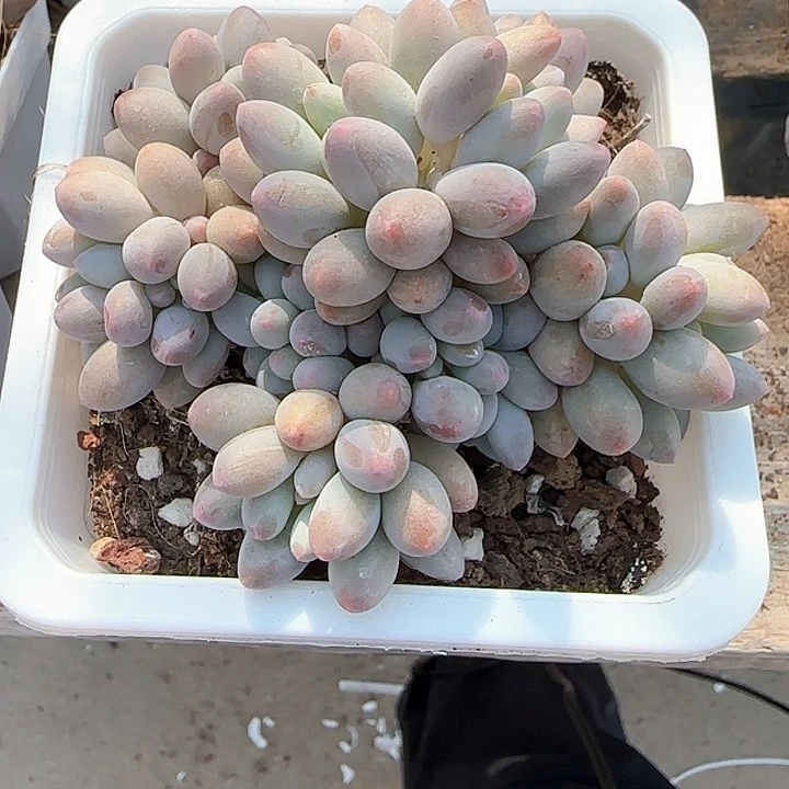 青蛙王子儿童牙膏111