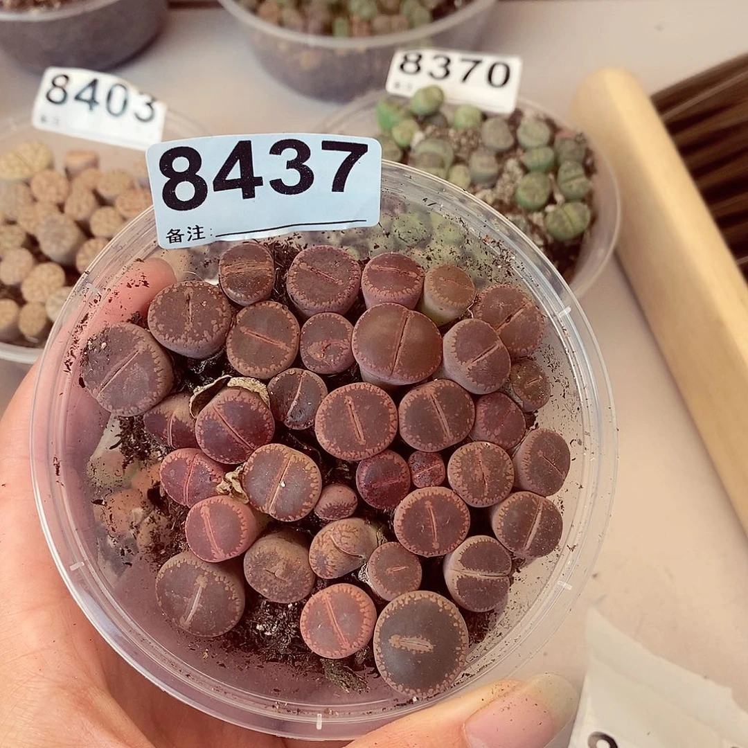 涵8437开欧啦啦咯哦哦