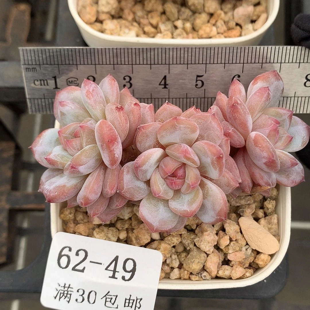 49。玉芙蓉。三头老桩。