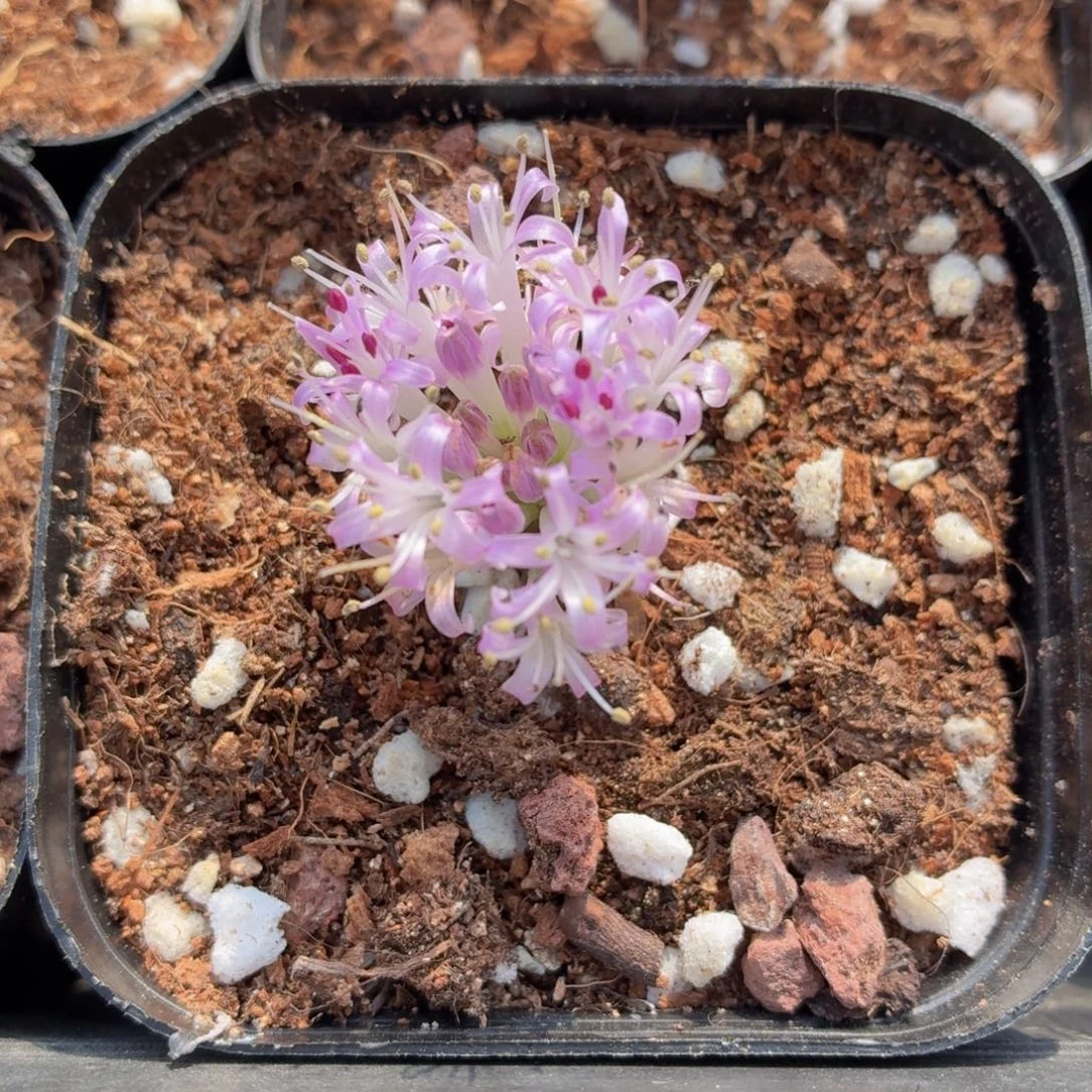 立金花多肉9.9包邮发货