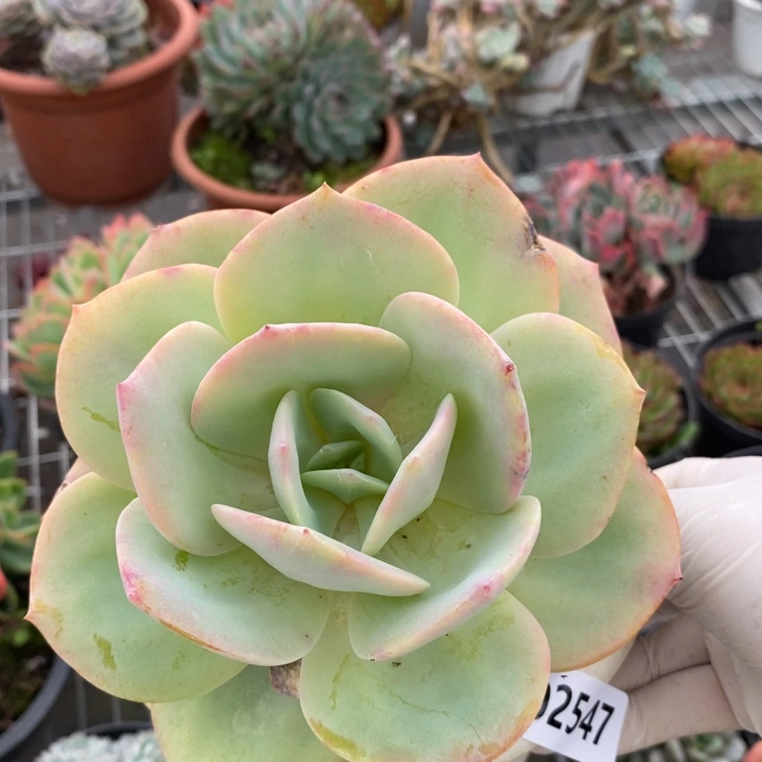 2547白凤一物一拍